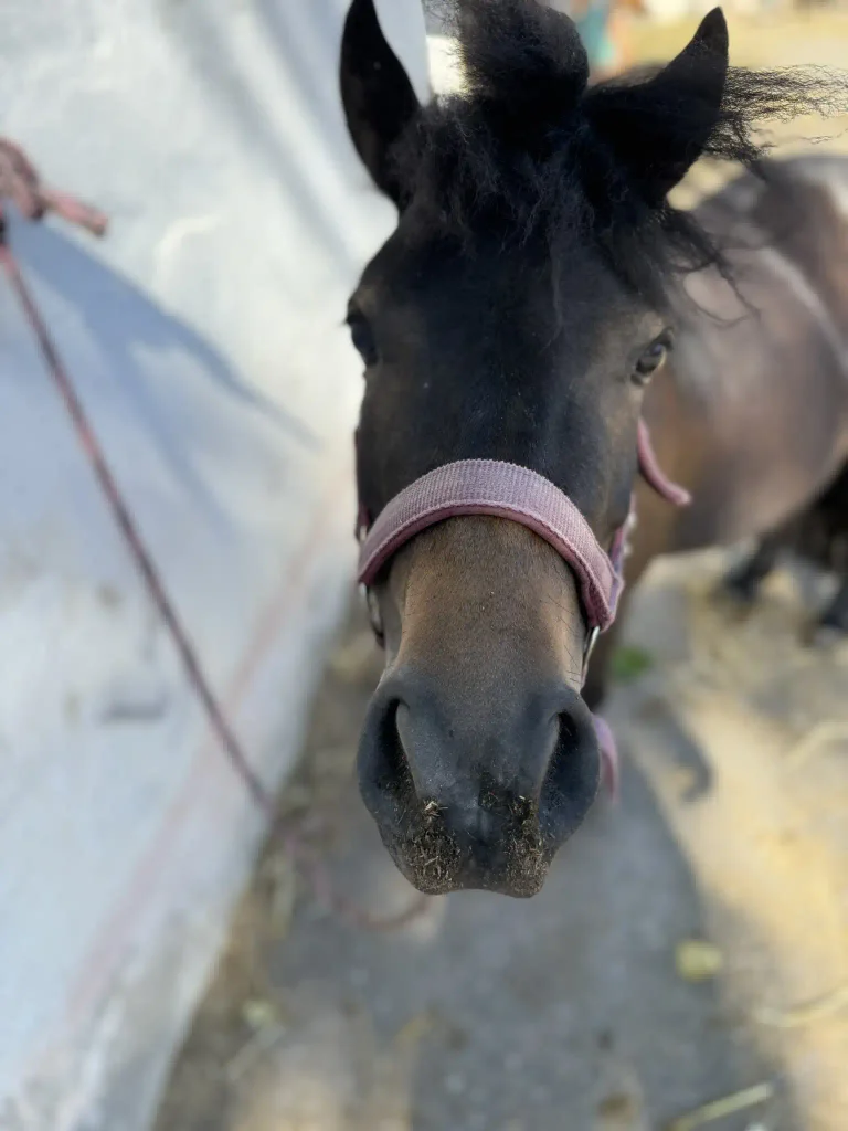 Pony Chica auf dem Ponyhof in Renningen