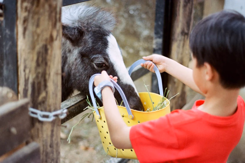 Junge im roten T-Shirt füttert ein Pony aus einem Korb am Stallzaun