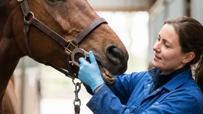 Pferdezahnarzt kontrolliert die Zähne eines Pferdes