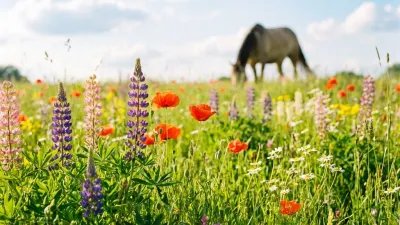 Ponys grasen auf sonniger Sommerwiese in Renningen
