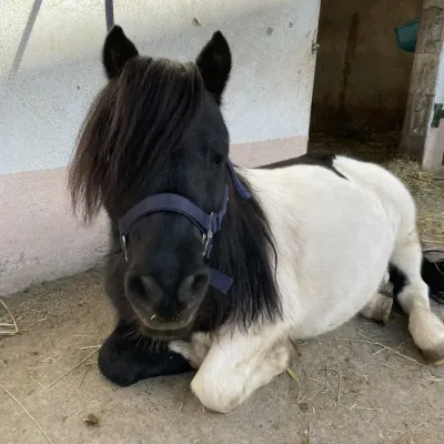 Porträt von Napoleon