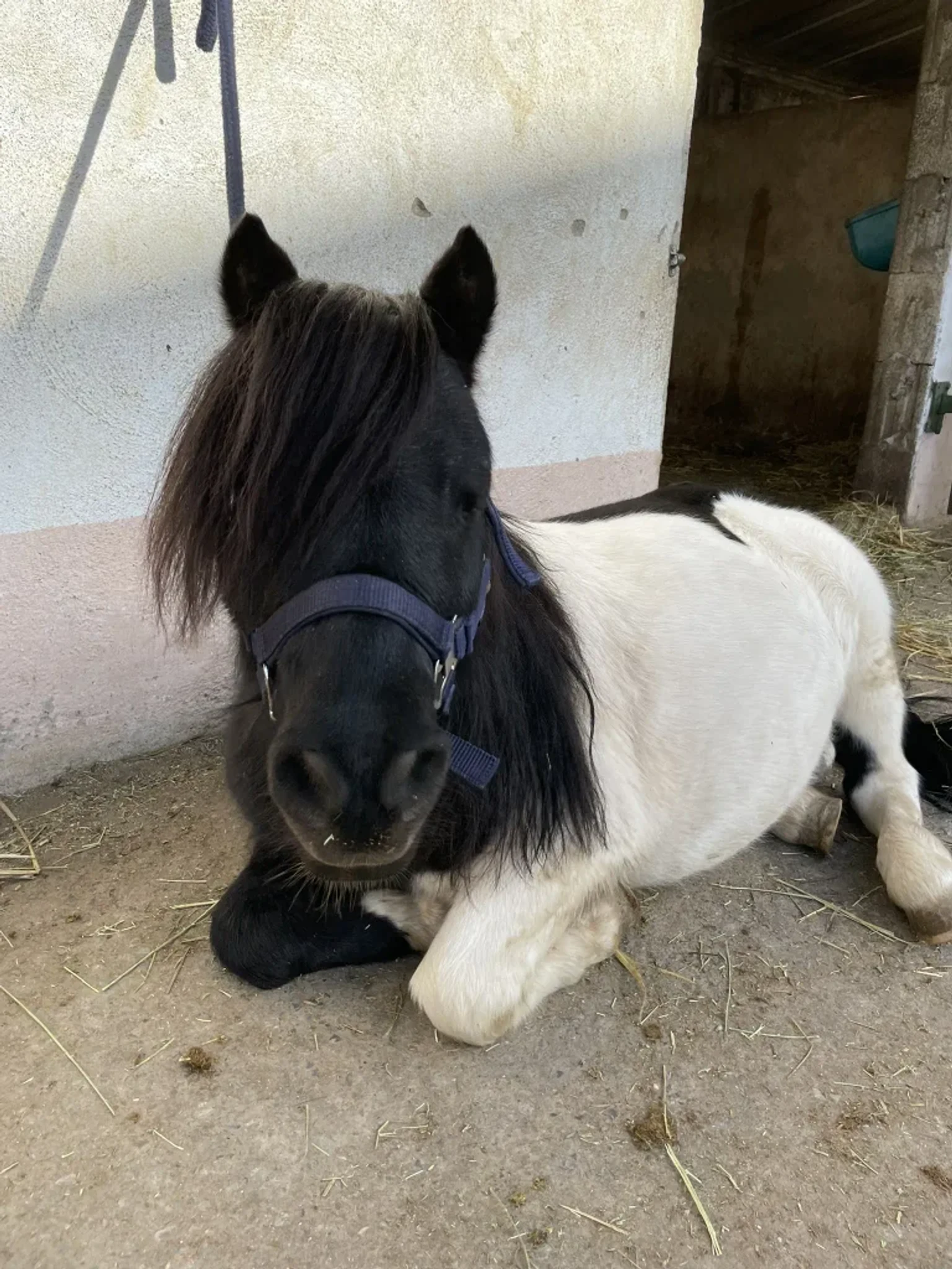 Porträt von Napoleon