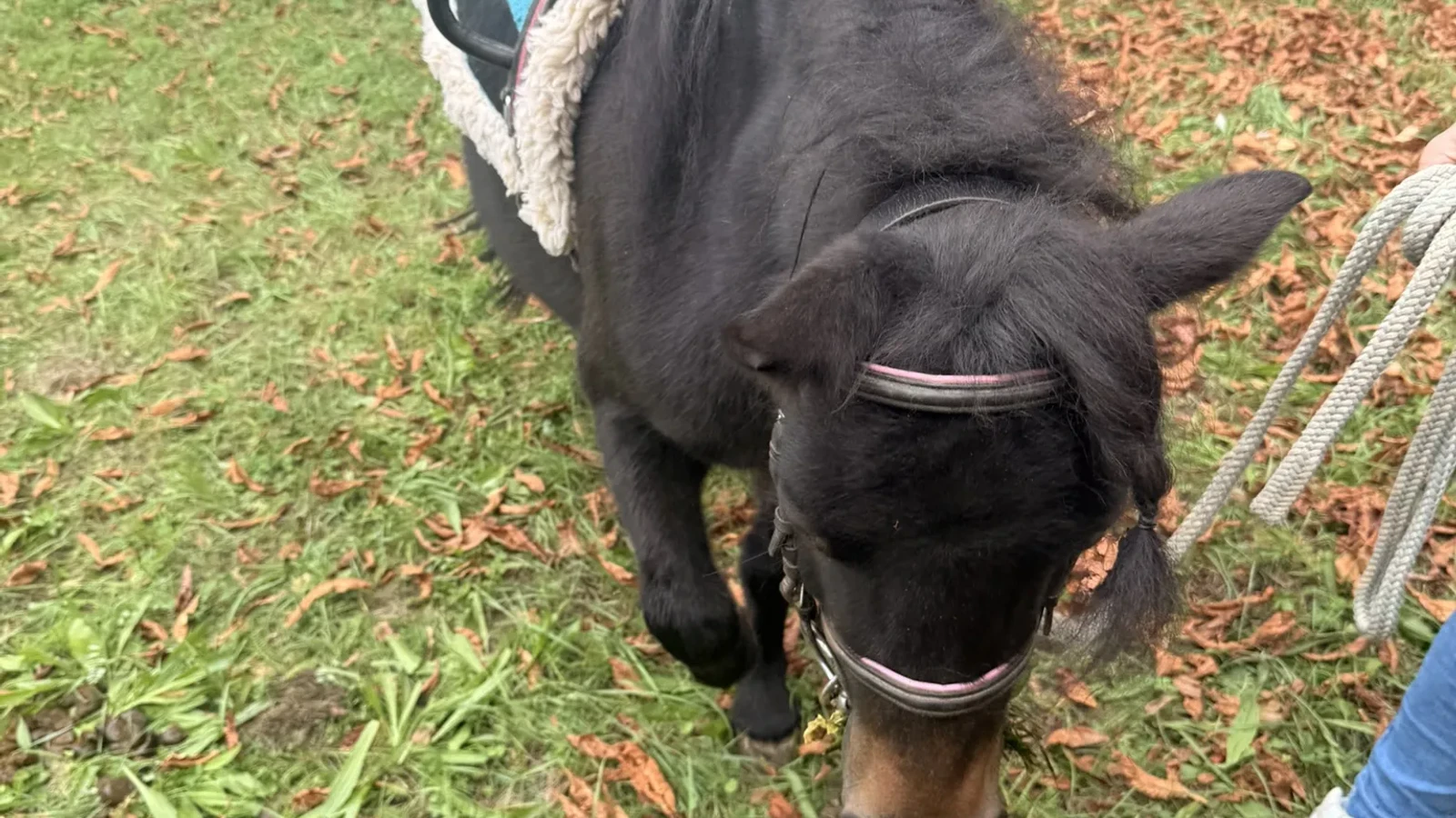 Ponyreiten beim Oberbrunnenfest der Freien Wähler in Renningen 2025