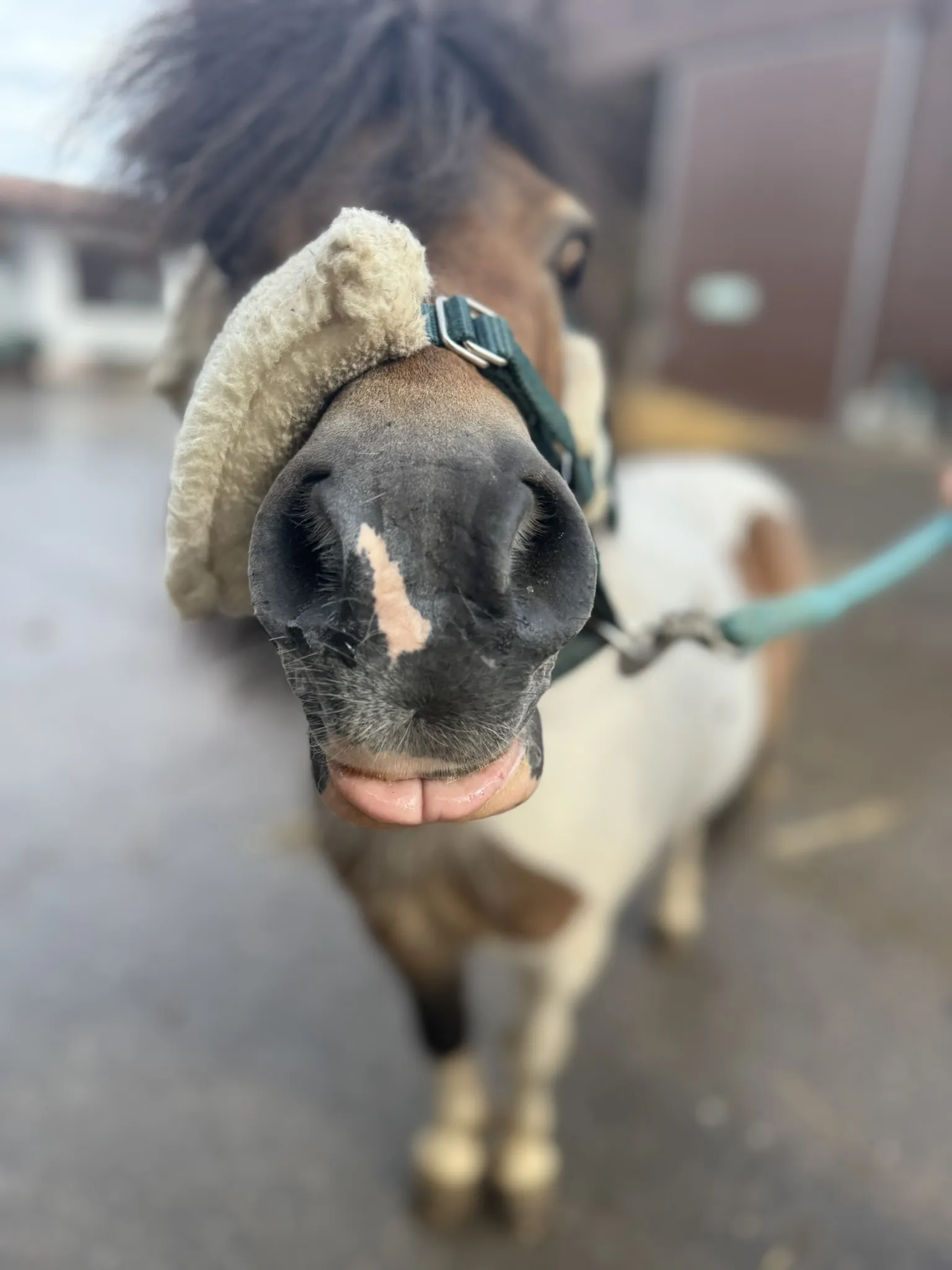 Attila in seiner vollen Pracht