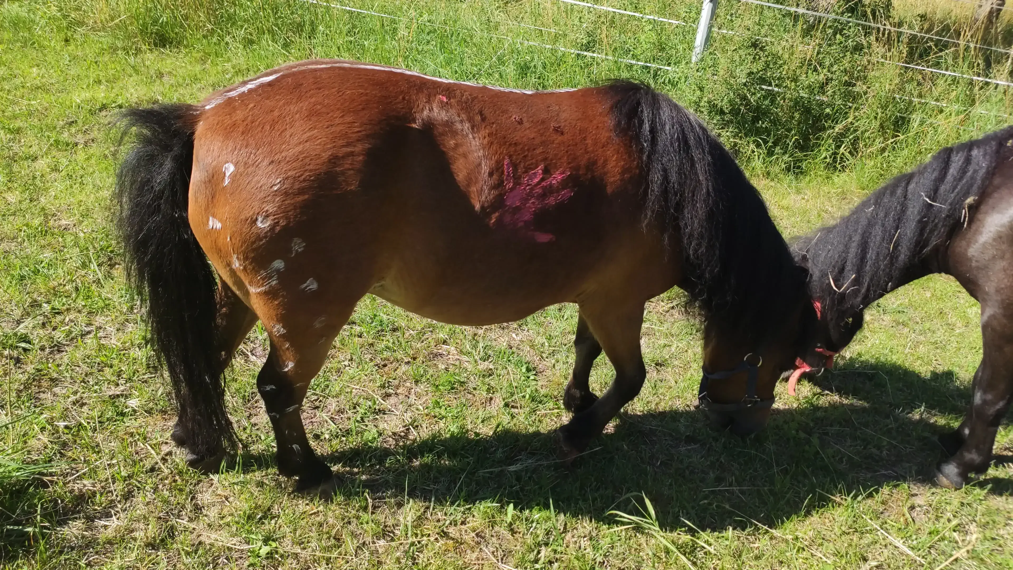 Coco lässt sich geduldig bemalen