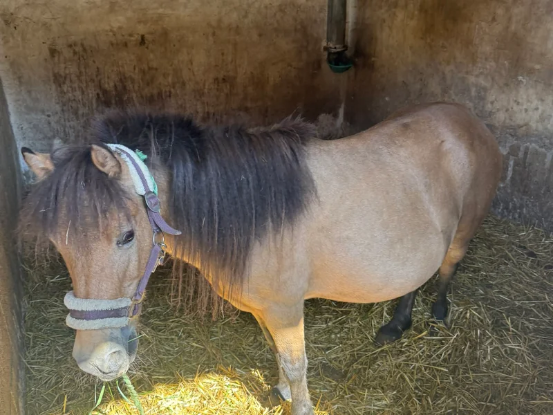 Quacky beim gemütlichen Heu futtern