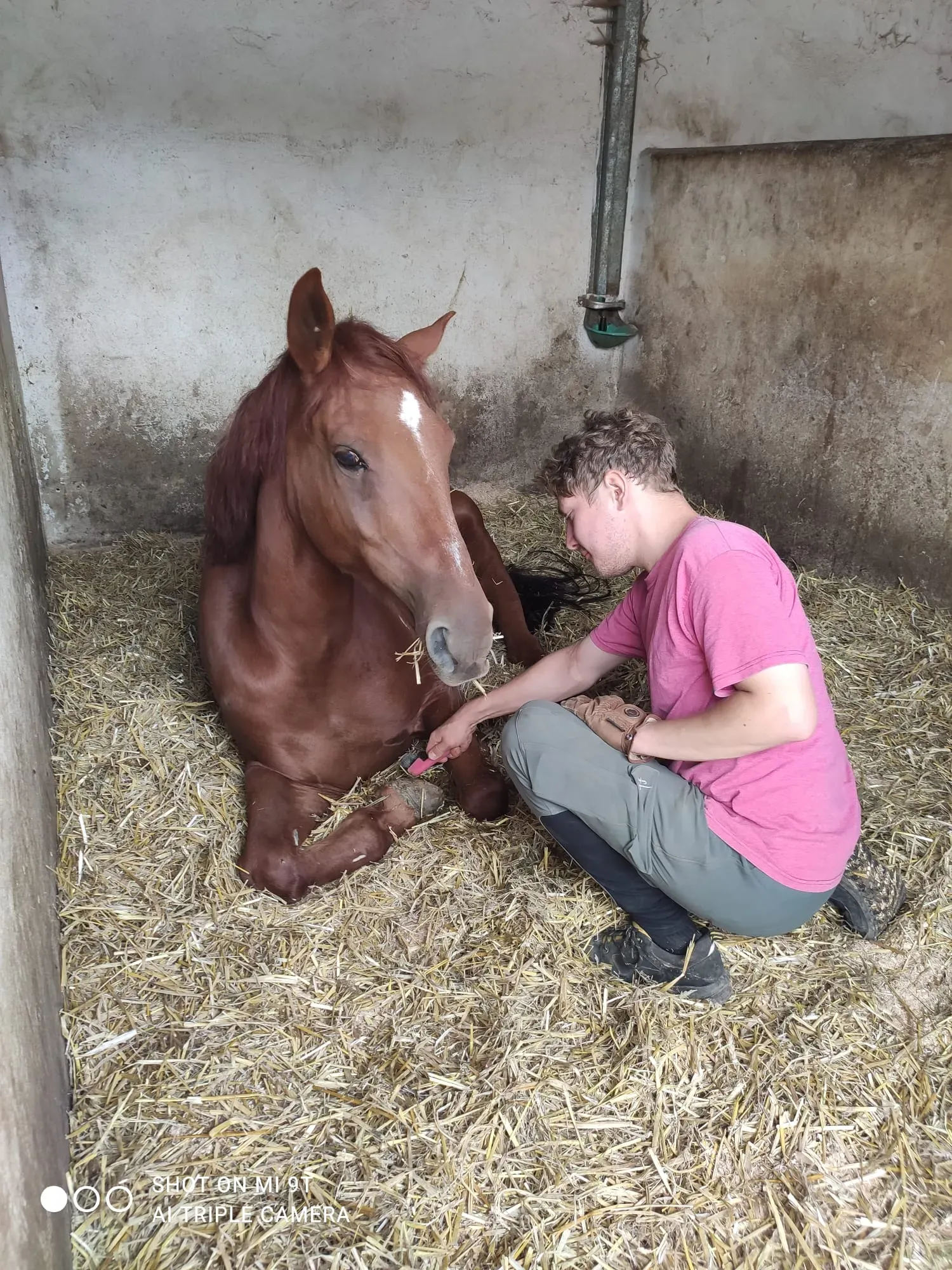 Tim kratzt Simon liebevoll die Hufe aus, während er entspannt liegt