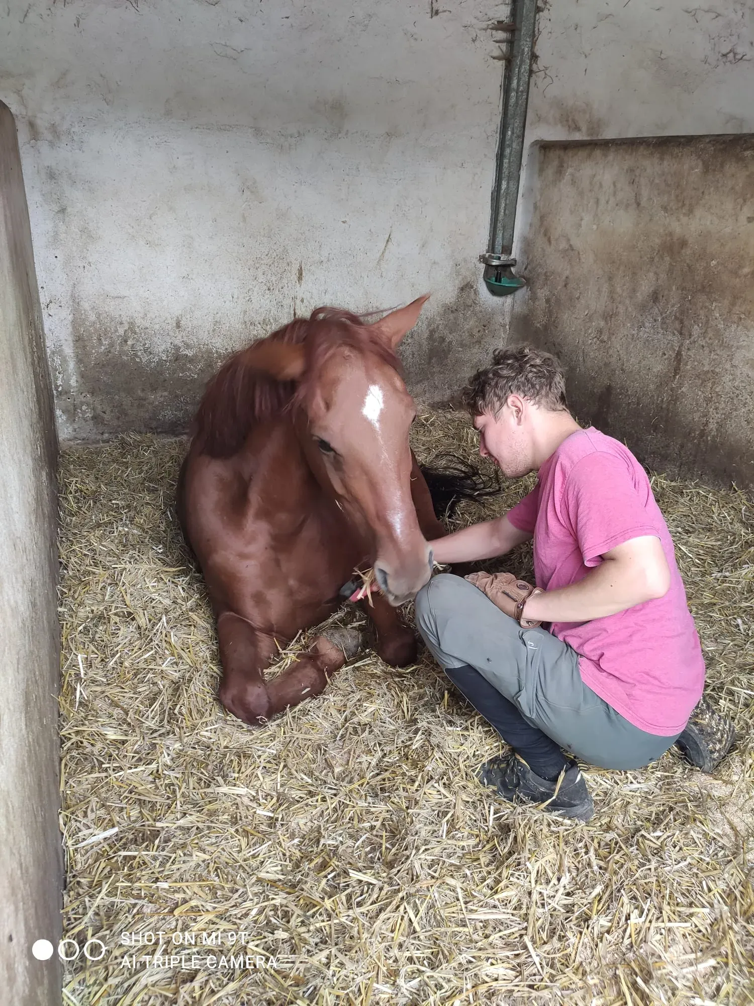 Hufpflege beim liegenden Simon - Vertrauen zwischen Pferd und Mensch