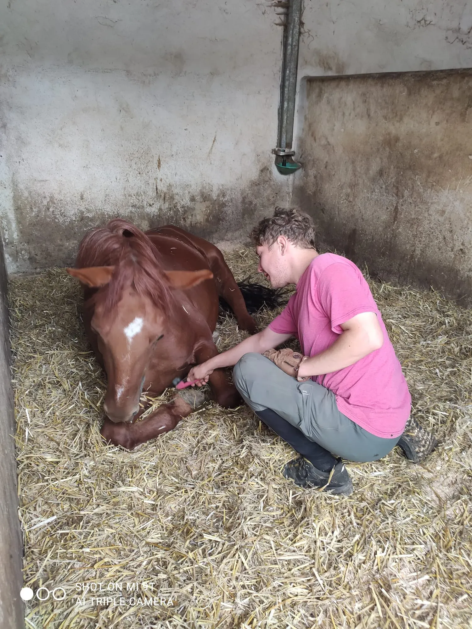 Simon genießt die entspannende Hufpflege durch Tim