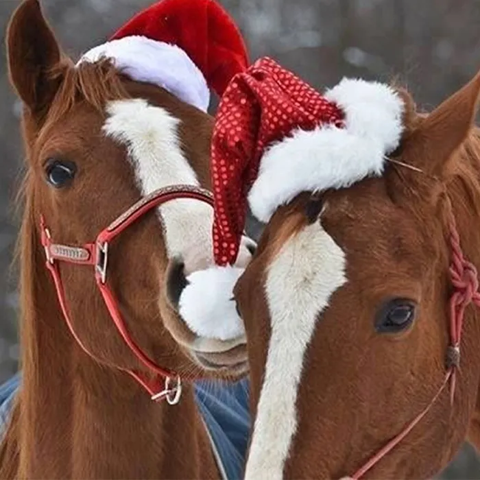 Kinder bei den Ferienkursen mit Ponys im Winter - ganztägige Betreuung und Spaß