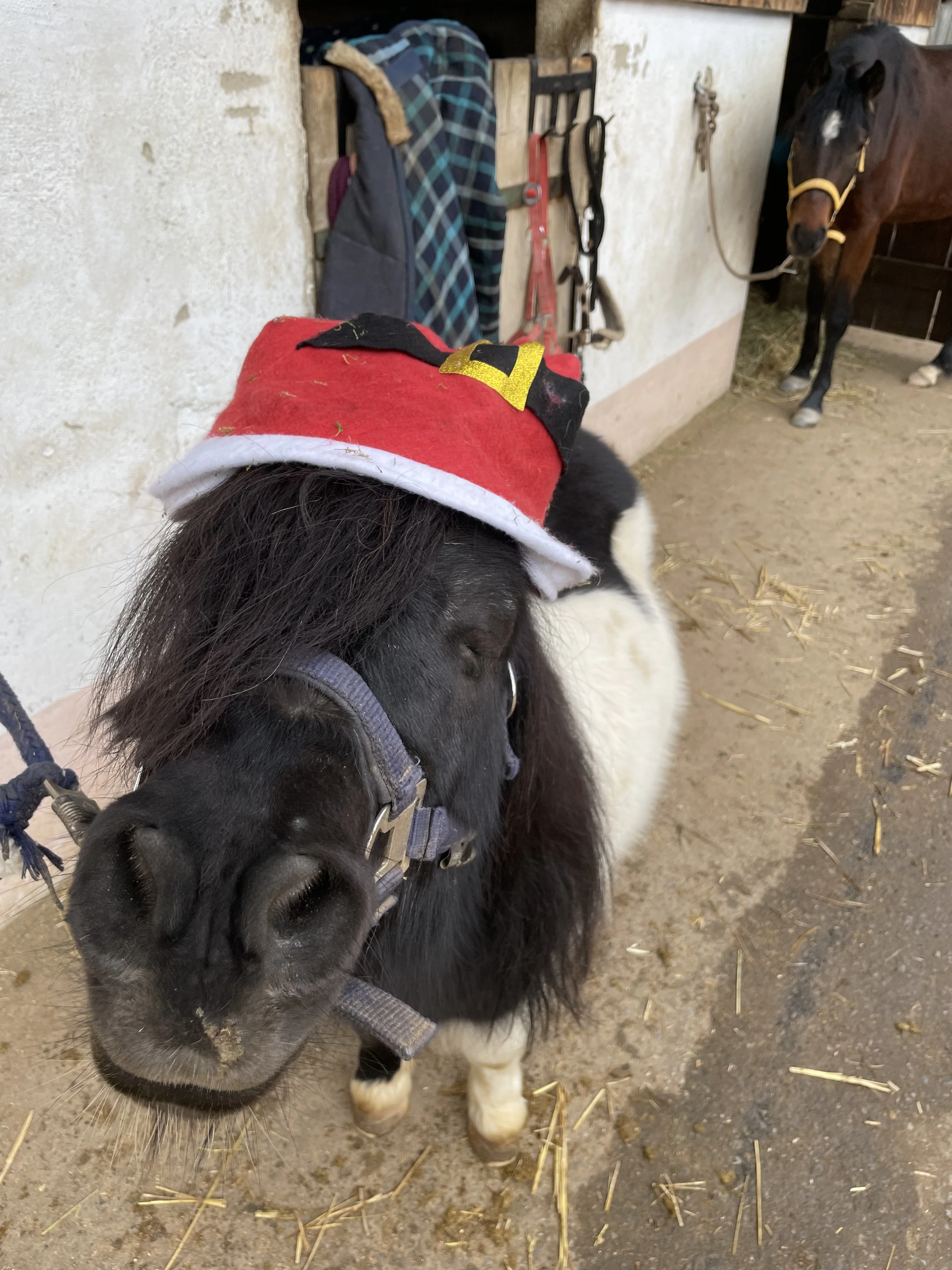Weihnachtsausritt mit geschmückten Ponys in Renningen